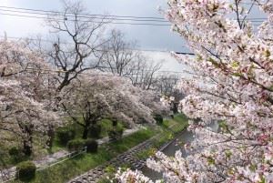 多布施川　桜2